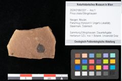 Foto (Objekt + Etikett) von Pinus ciliata Ettingshausen (NHMW-GEO-2024-0188-0331)